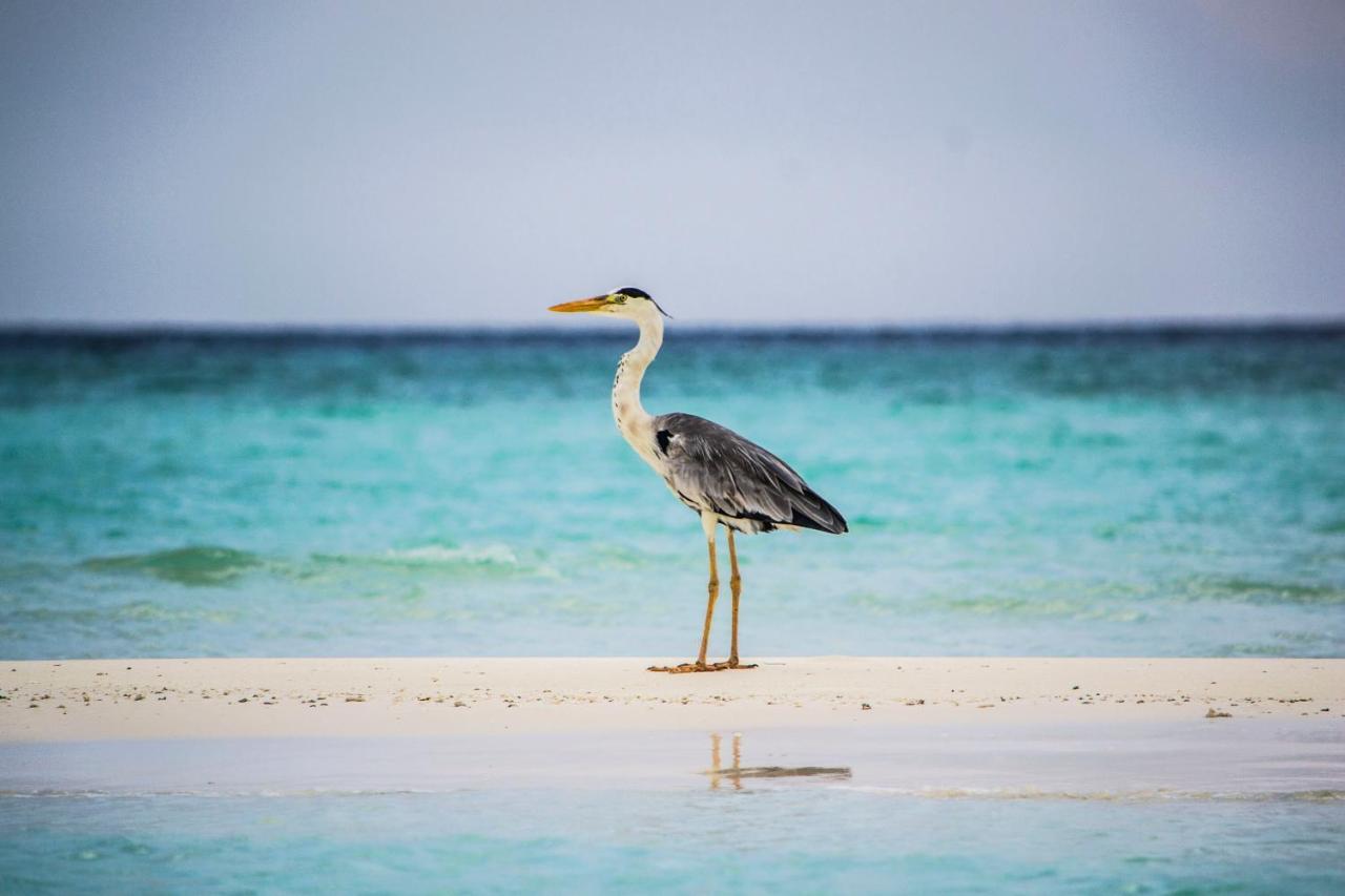 Ras Village Rasdhoo Exteriér fotografie